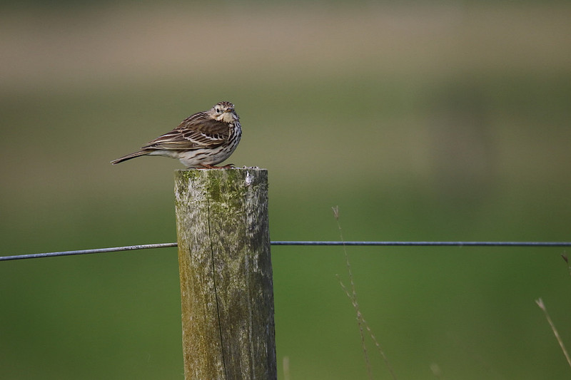 Meadow Pipit