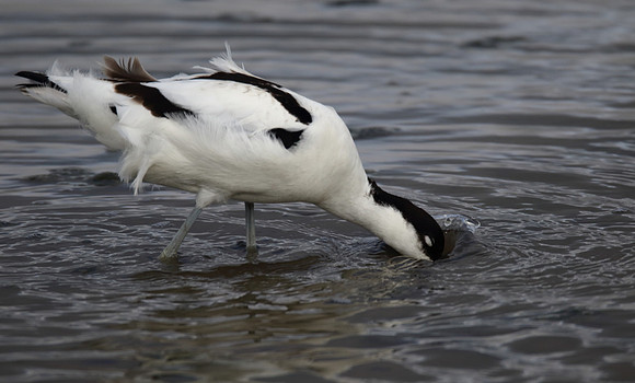 Avocet