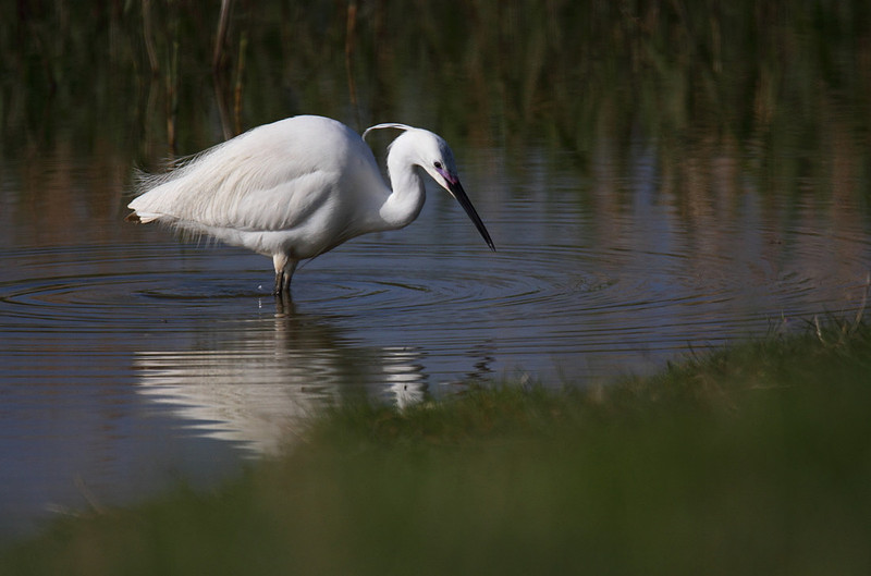 Little Egret