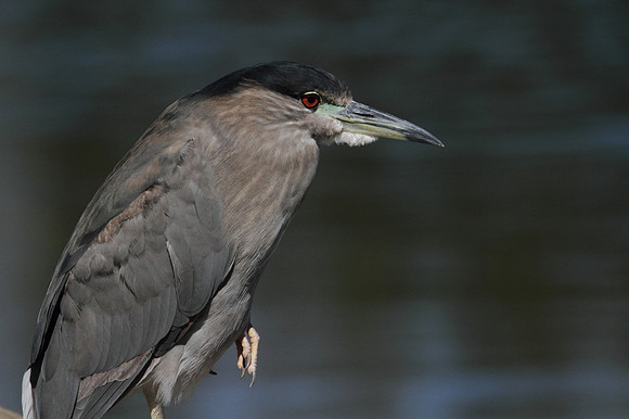 Black Crowned Night Heron