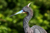 Tri-Colored Heron