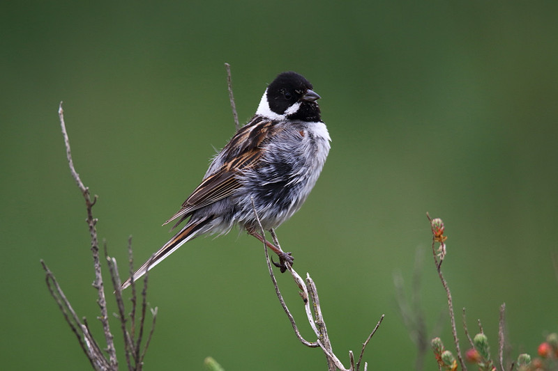 Male Reed Bunting