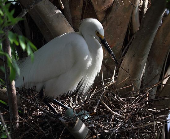 Snowy  Egret at nest
