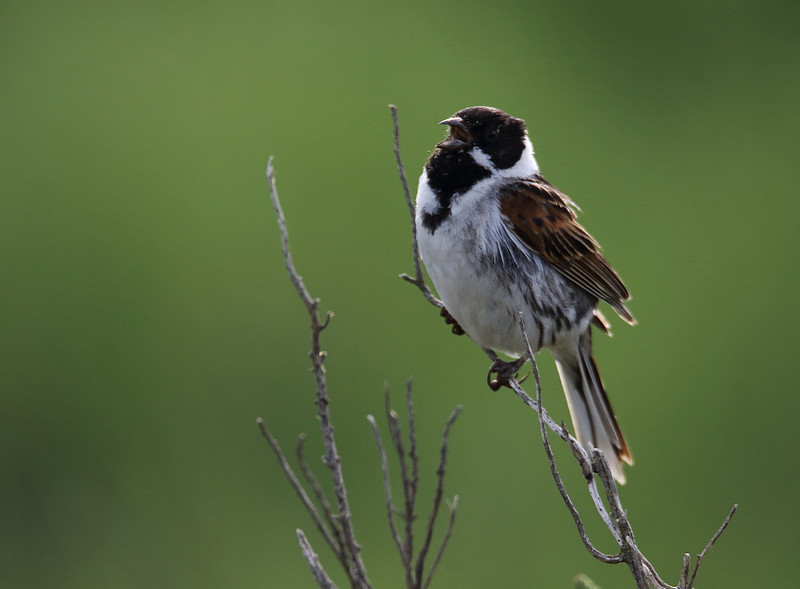 Male Reed Bunting