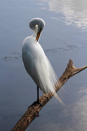 Great Egret