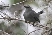 Grey Catbird