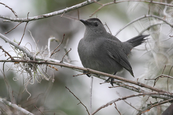 Grey Catbird