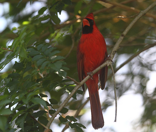 Northern Cardinal