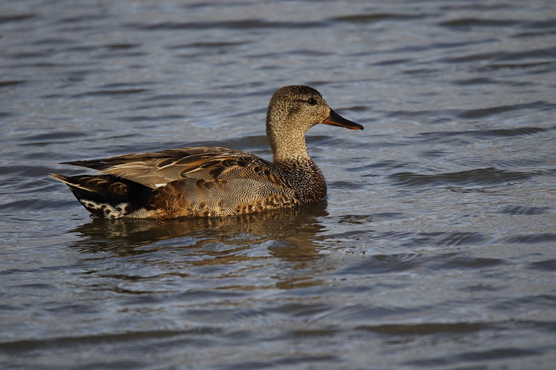 Gadwall