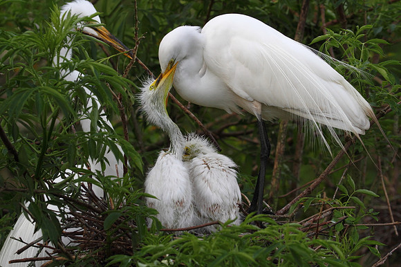 Great Egret with chicks