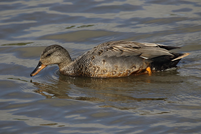 Gadwall