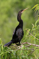 Anhinga