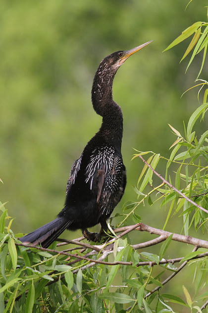 Anhinga