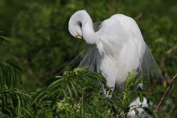 Great Egret