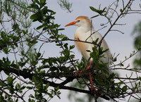 Cattle Egret
