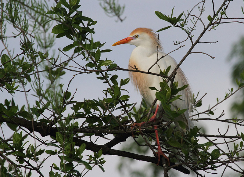 Cattle Egret