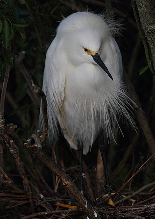 Snowy Egret