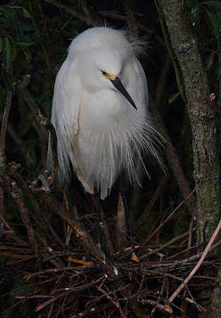Snowy Egret
