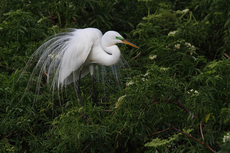 Great Egret