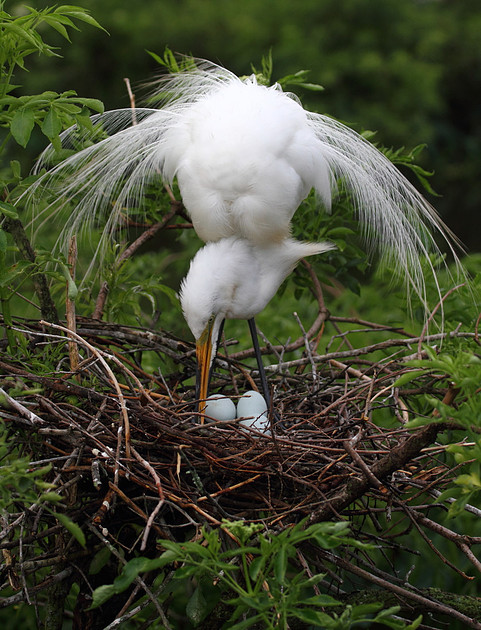 Great Egret on nest