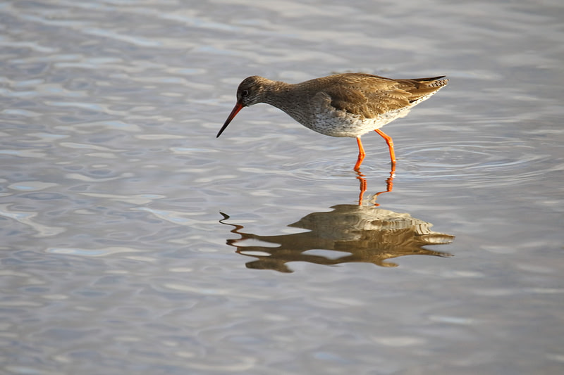 Redshank