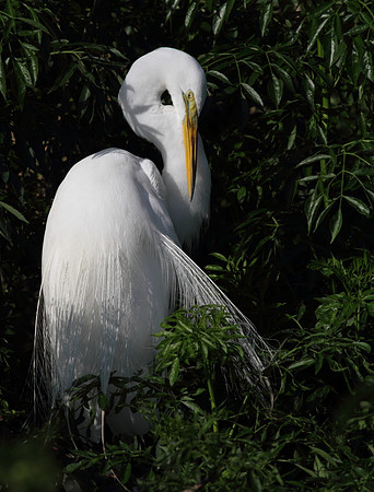 Great Egret preening