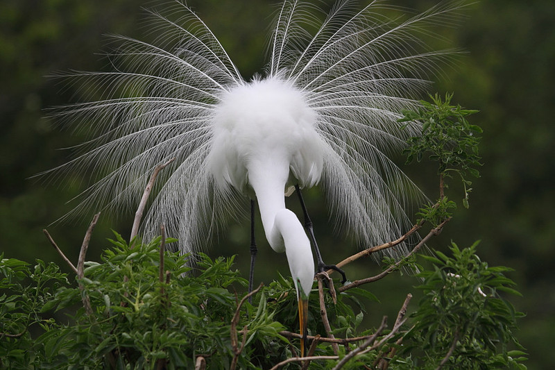 Great Egret tending nest