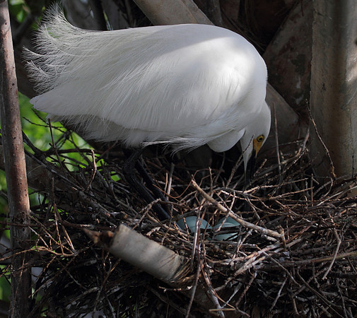 Snowy  Egret at nest