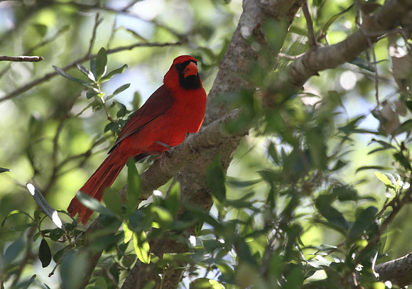 Northern Cardinal