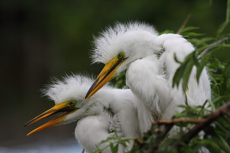 Great Egret chicks