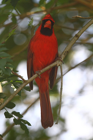 Northern Cardinal