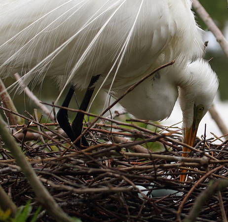 Great Egret tending nest