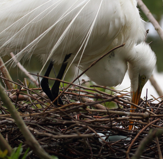 Great Egret tending nest