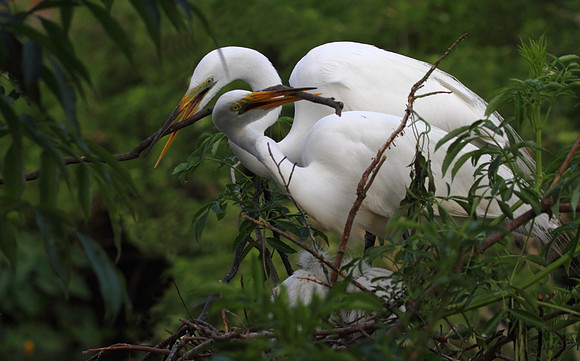 Great Egrets building nest