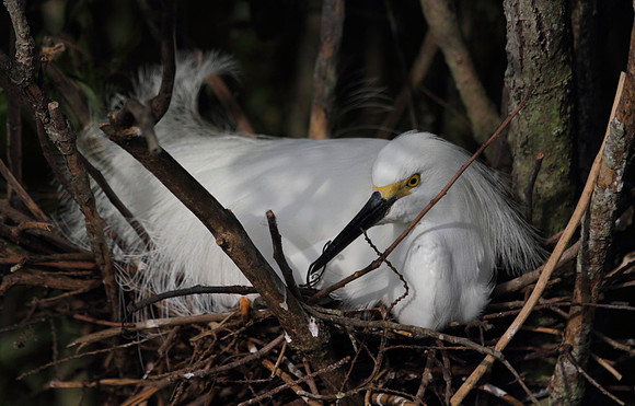 Snowy  Egret on nest