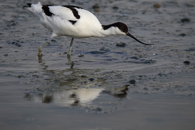 Avocet