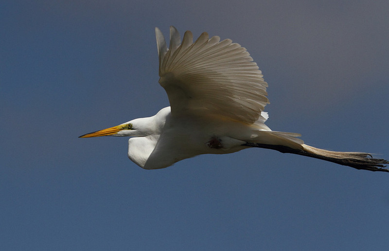 Great Egret in flight
