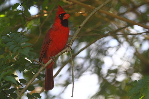 Northern Cardinal