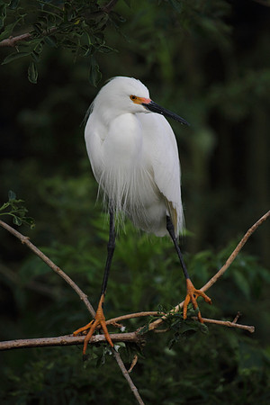 Snowy  Egret
