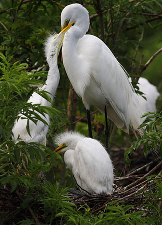 Great Egret feeding chicks