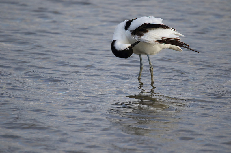 Avocet