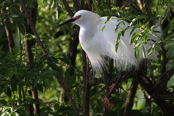 Snowy  Egret