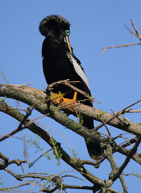 Anhinga