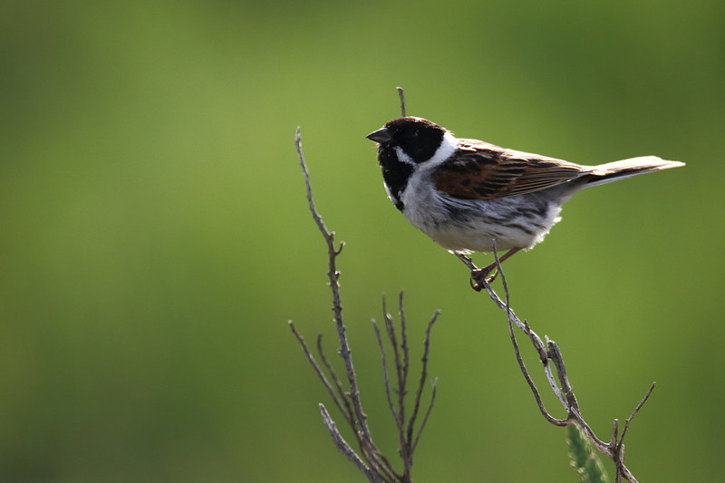 Male Reed Bunting