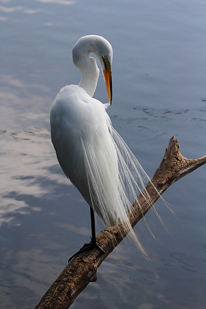 Great Egret