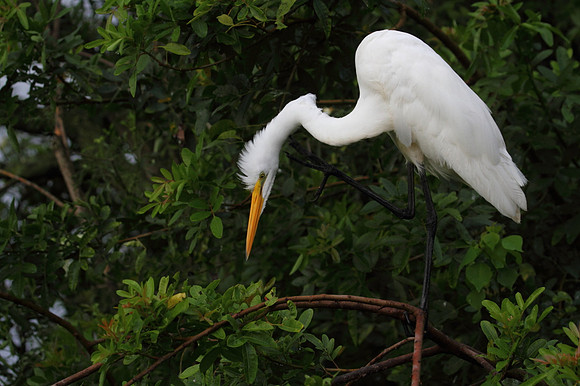 Great Egret preening