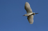 Cattle Egret
