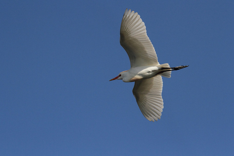 Cattle Egret