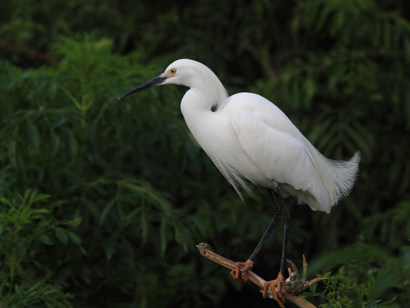 Snowy  Egret