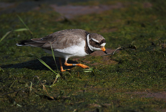 Ringed Plover
